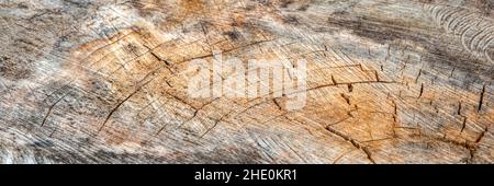 La superficie del legno è incrinato e ammuffito. Trama di un vecchio ceppo di albero con crepe profonde e nodi close-up Foto Stock