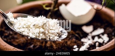 cucchiaio con guscio di melanzane macinato, fertilizzante e frullato di piante fatto in casa Foto Stock