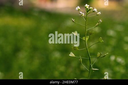 Fuoco morbido di una pianta di borsetta del pastore con i fiori bianchi piccoli ad un campo in primavera Foto Stock