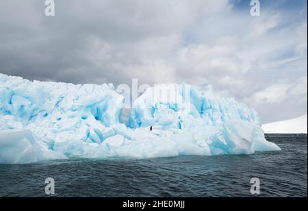 Il pinguino di Adelie si erge su un iceberg blu. Foto Stock