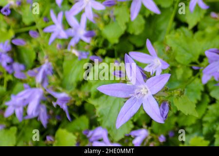 Fiori della Bellflower serba chiamato anche Bellflower posteriore (Campanula poscharskyana), macro Foto Stock