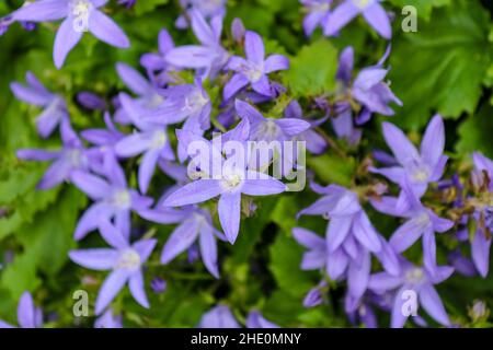 Primo piano di campanula porpora (Campanula poscharskyana) chiamato anche lisdugan Foto Stock