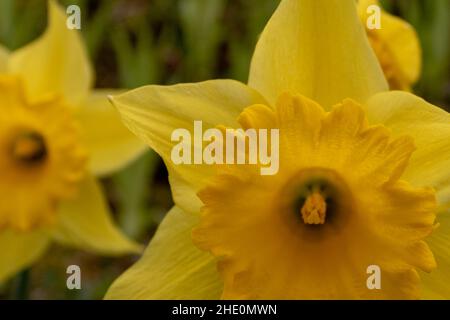 Fiore giallo del daffodil (Narcisis pseudonarcisis) in primavera, primo piano e fuoco selettivo Foto Stock