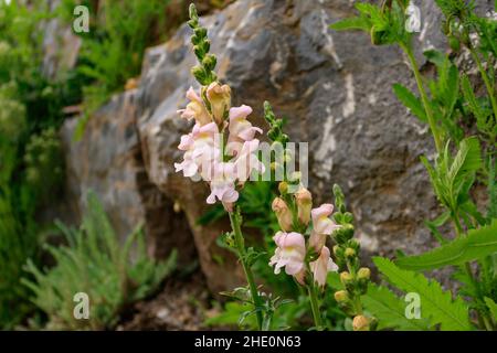 Primo piano di fiori di drago (Antirrhinum majus) o di dentici in zona rocciosa Foto Stock