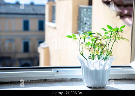 vaso di fiori bianchi con piccolo albero di rose. Fiori in crescita a casa. Concetto di primavera e crescita. Finestra aperta con case gialle sullo sfondo. Giorno di sole Foto Stock