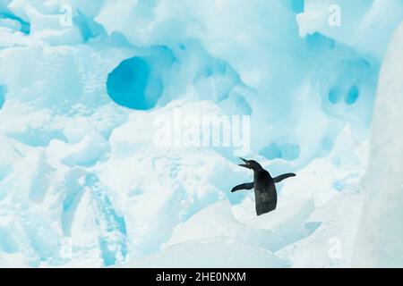 Il pinguino di Adelie si erge su un iceberg blu. Foto Stock