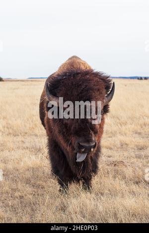 American Bison (Bison bison) bull pascolo nel Custer state Park, South Dakota Foto Stock
