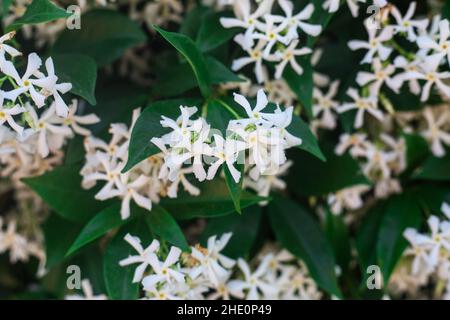 Cespuglio di gelsomino bianco in fiore. Un sacco di piccoli fiori bianchi tra foglie di smeraldo. Sfondo o carta da parati floreale. Primo piano di fiori bianchi con Foto Stock