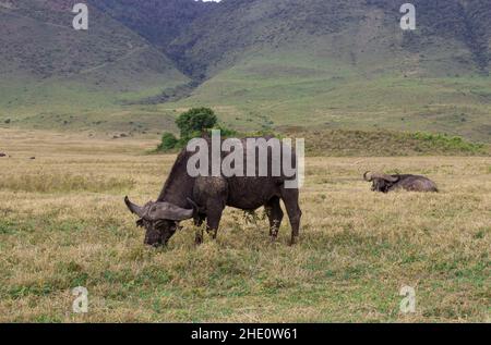 Due bufali nel pascolo al cratere di Ngorongoro in Tanzania Foto Stock