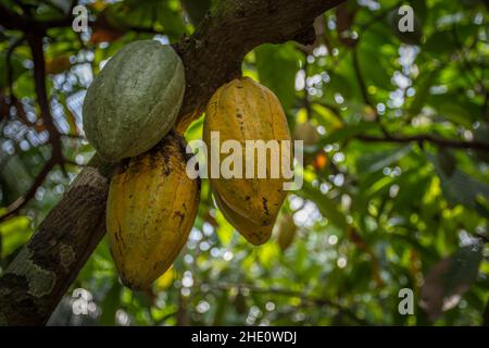 Un primo colpo dei frutti di cacao, Delta del Mekong, Vietnam Foto Stock