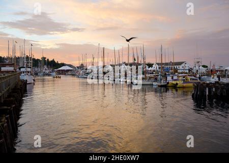 Gull sorvola il porto di Port Hudson Marina al tramonto durante il Port Townsend Wooden Boat Festival Foto Stock