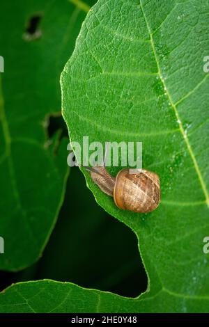 Cornu aspersum, chiocciola comune giardino su una foglia di fico, fine agosto, Surrey, UK-vista dall'alto Foto Stock