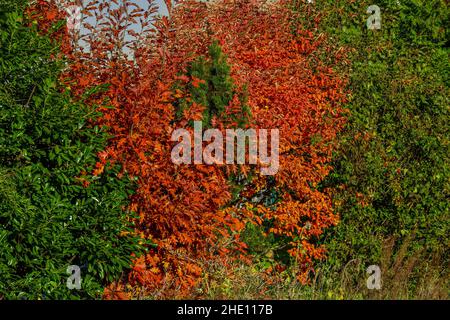 Bella vista di foglie rosse su un cespuglio con fogliame verde che cresce intorno alla recinzione come una siepe Foto Stock