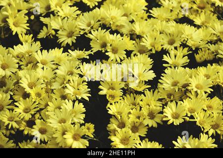 Un primo piano di fiori di mums giallo bello nel giardino Foto Stock