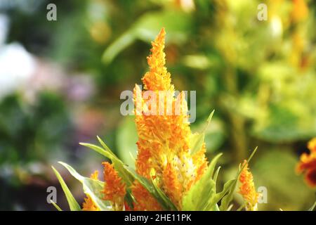 Primo piano di un bel fiore giallo Cockscomb Argento nel giardino Foto Stock