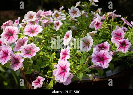 SURFIN è un bel fiore colorato che fiorisce tutto l'anno Foto Stock