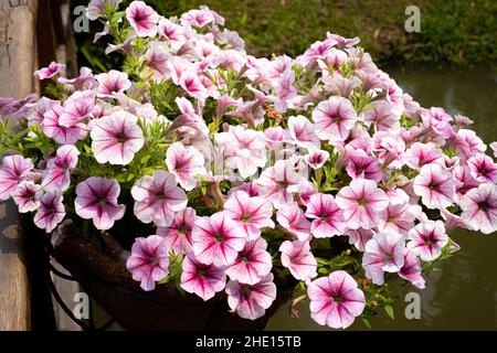 SURFIN è un bel fiore colorato che fiorisce tutto l'anno Foto Stock