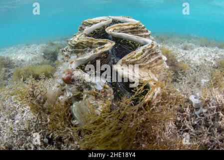 Clam gigante del genere Tridacna in acque poco profonde nel Mar Rosso, Egitto. Foto Stock