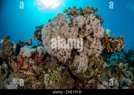 Coralli molli come gli xenidi pulsanti (Heteroxenia fuscescens) e (Xenia elongata) nel Mar Rosso, Egitto. Foto Stock