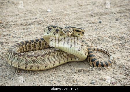 gopher serpente o Pituophis catenifer arricciato in su mimando un rattlesnake su una strada sterrata Foto Stock