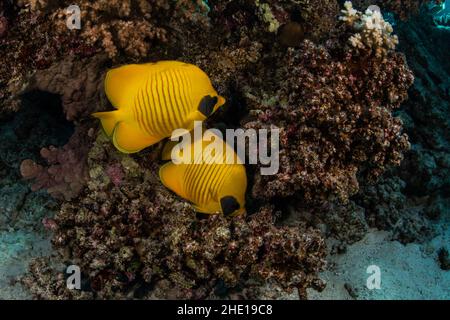 Il pesce farfalla blu-gazzato o maksed (Chaetodon semilarvatus) è un pesce vivace e bello del mare rosso, visto al largo della costa dell'Egitto. Foto Stock