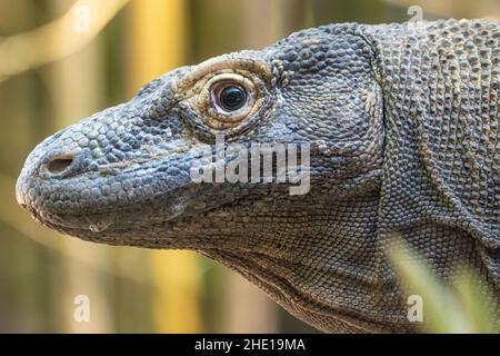 Drago di Komodo (Varanus komodoensis) allo zoo e giardini di Jacksonville, Florida. (USA) Foto Stock