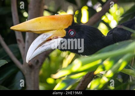 Rhinoceros Hornbill (Buceros Rhinoceros) allo Zoo e Giardini di Jacksonville, Florida. (USA) Foto Stock