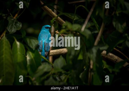 Verditer Flycatcher, Eumyias Thalassinus, Vietnam Foto Stock