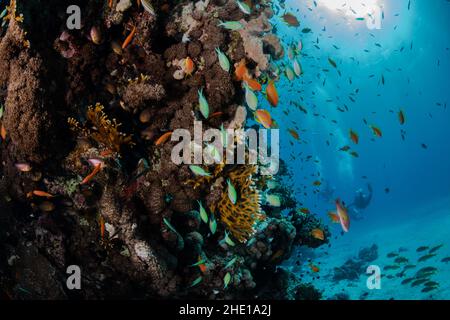 Scuole di lyretail anthias (Pseudanthias squamipinnis) e verde chromis (Chromis viridis) si riuniscono sul corallo nel Mar Rosso, Egitto. Foto Stock