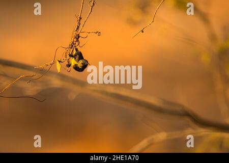 Ornate Sunbird, Cinnyris jugularis ornatus, Vietnam Foto Stock