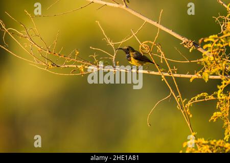 Ornate Sunbird, Cinnyris jugularis ornatus, Vietnam Foto Stock