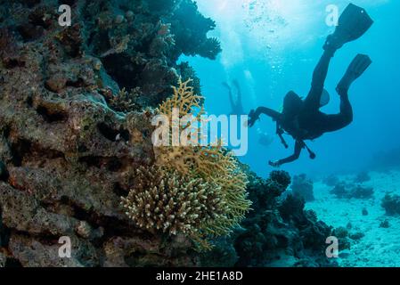 Subacquei che passano sopra i coralli duri di Acropora nel mare rosso al largo della costa di Hurghada, Egitto. Foto Stock