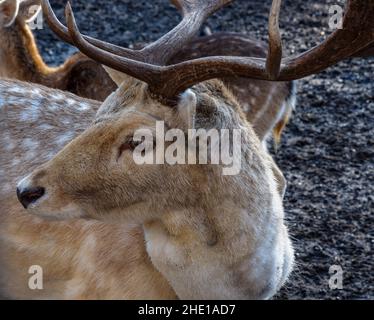 Primo piano del volto di un cervo adulto che guarda via in una giornata di sole Foto Stock