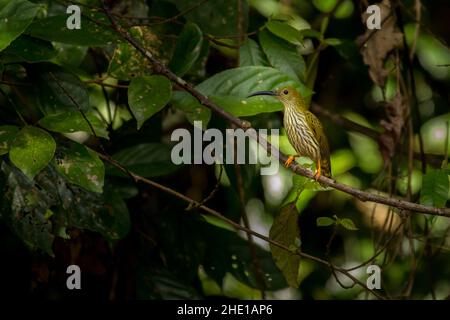 Spiderhunter striato, Arachnothera magna, Vietnam Foto Stock