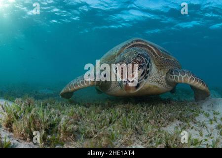 Una tartaruga marina verde (Chelonia mydas) una specie minacciata di rettili che si nutrono di erba marina nel Mar Rosso, in Egitto. Foto Stock