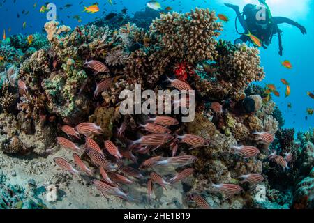 Corona squirrelfish (Sargocentron diadema) e altri pesci, tra cui il lyretail anthias su una barriera corallina, mentre un subacqueo si avvicina nel Mar Rosso, Egitto. Foto Stock