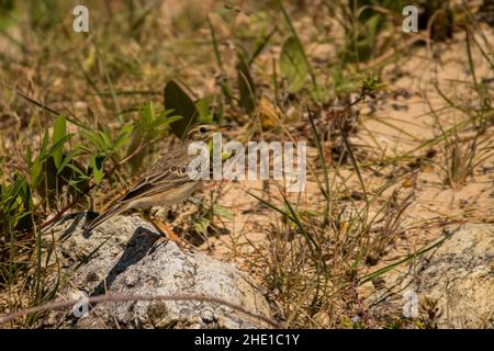 Paddyfield Pipit, Anthus rufulus, Vietnam Foto Stock