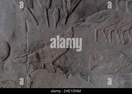 Un cormorano intagliato che inghiottì un pesce raffigurato sulla parete di pietra del Tempio di Hatshepsut in Egitto. Foto Stock