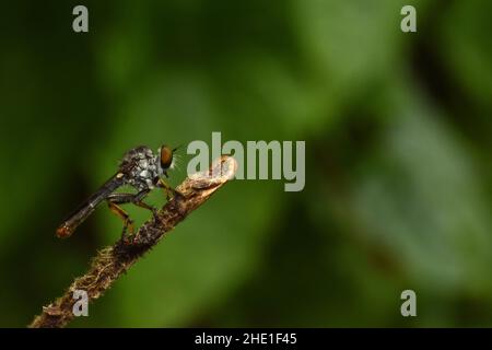 Foto ravvicinata di una mosca rapinatrice appoggiata sul ramoscello. Foto Stock