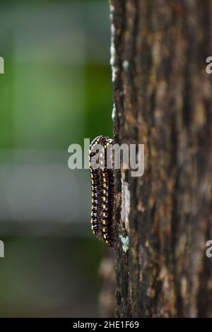 Primo piano foto di un accoppiamento millipede coppia su albero. Foto Stock