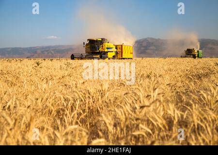 Kahramanmaras, Turchia - 07-21-2015: Mietitrebbia mietitore che mietono il grano su campo agricolo nella giornata estiva di sole Foto Stock