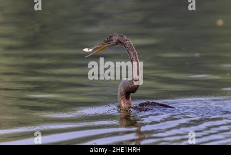 Darter orientale o uccello indiano serpente (melanogaster di Anhinga) che cattura il pesce al corpo dell'acqua. Foto Stock