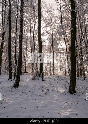 Paesaggio forestale invernale con neve e trunk ad albero a Mostviertel in bassa Austria Foto Stock
