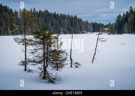 Inverno am Großen Arbersee im Bayerischen Wald Foto Stock