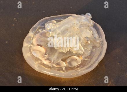 Il corpo morto di meduse si è lavato sulla spiaggia nell'Algarve Portogallo meridionale. Foto Stock