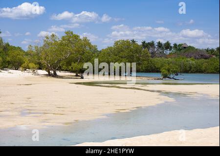 Mangrovie (Rhizophora mucronata) che crescono lungo la costa del fiume salmastre vicino all'oceano, Kenya Foto Stock