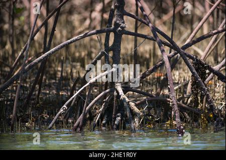 Mangrovie (Rhizophora mucronata) che crescono lungo la costa del fiume salmastre vicino all'oceano, Kenya Foto Stock