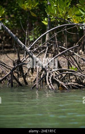 Mangrovie (Rhizophora mucronata) che crescono lungo la costa del fiume salmastre vicino all'oceano, Kenya Foto Stock