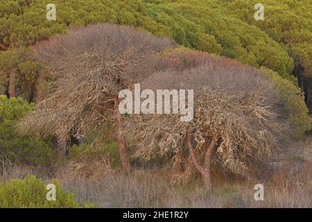 Foresta mediterranea con pini morenti vicino Faro Algarve Portogallo meridionale. Foto Stock