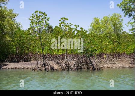 Mangrovie (Rhizophora mucronata) che crescono lungo la costa del fiume salmastre vicino all'oceano, Kenya Foto Stock